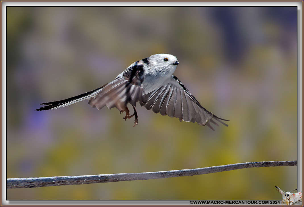 Mésange à longue queue